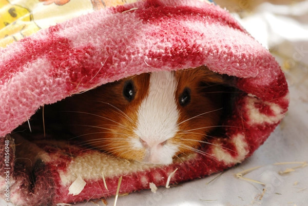 Obraz Meerschweinchen