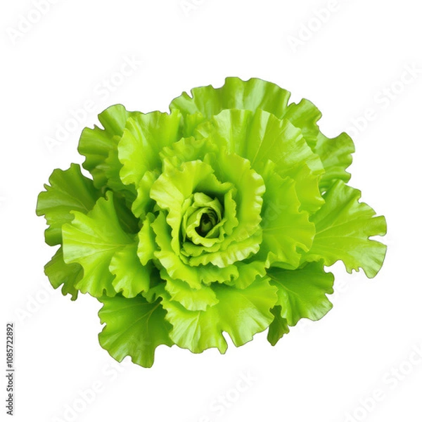 Fototapeta Lettuce — stock photo isolated on white background PNG transparent