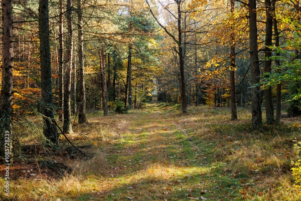 Obraz Leśna droga w Kaletach