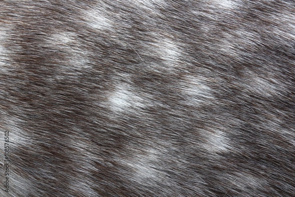 Obraz Dappled grey horse skin texture