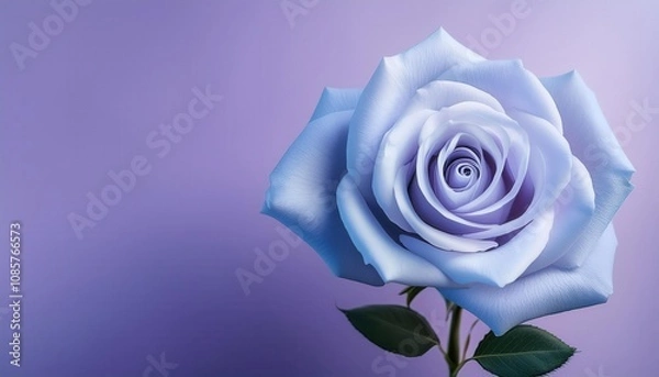 Fototapeta Enchanted Lavender Rose of Love. Perfect for Valentine's Day Romantic Designs, Celebrating Eternal Elegance and Symbolizing Unique Passion with Soft Pastel Shades and Dreamy Backgrounds