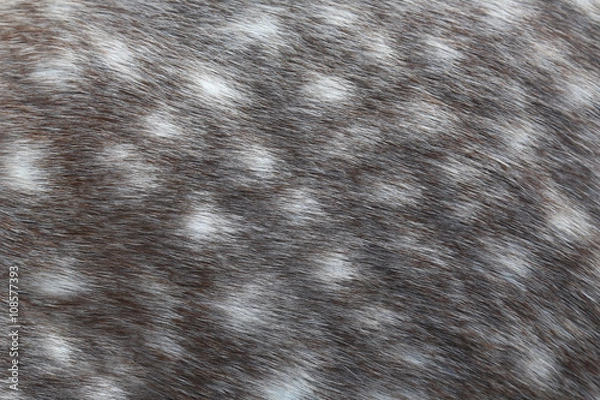 Obraz Dappled grey horse skin texture