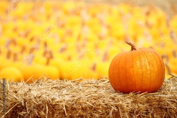 Obraz Poziome ujęcie dyni