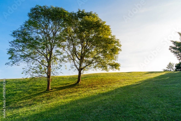 Fototapeta Landscape view of empty sit back chair place between the trees for see or rest at view point of misty fog over the mountain valley.