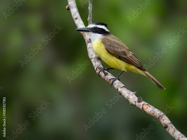 Fototapeta Great Kiskadee perched on tree branch on green background