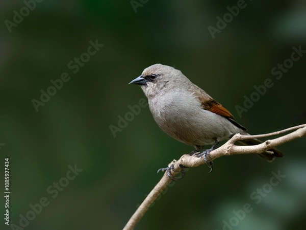 Fototapeta Grayish Baywing on tree branch against green background