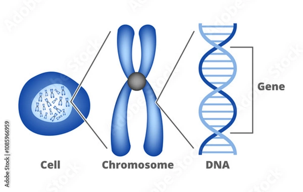 Obraz Vector scientific diagram – from Gene to DNA (Deoxyribonucleic Acid) to chromosome to nucleus and cell. Four bases of DNA – Adenine, Cytosine, Thymine, Guanine. Genes are contained in chromosomes.