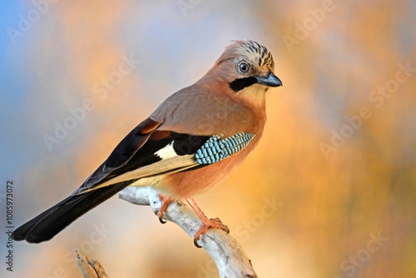 Fototapeta Eichelhäher