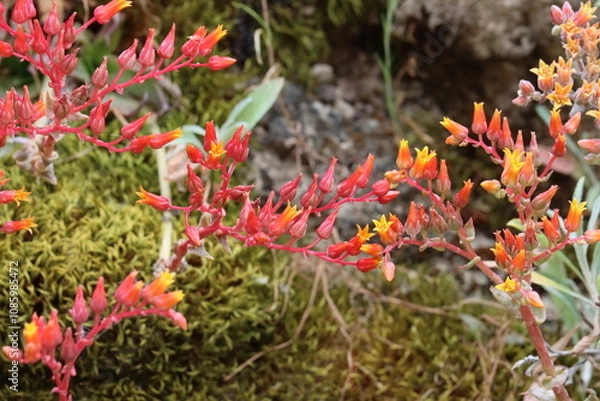 Fototapeta Lance Leaf Live Forever, Dudleya Lanceolata, a fantastic native monoclinous perennial herb displaying axillary cyme inflorescences during late Spring in the Santa Monica Mountains.