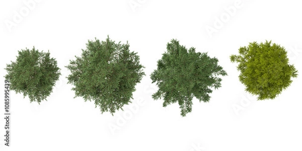 Fototapeta 3d rendering of Abies,Cedrus tree on transparent background from top view