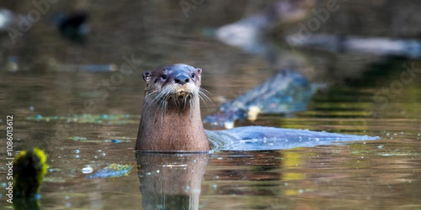 Fototapeta River Otter (Lutra canadensis) in a slough in Western Oregon.