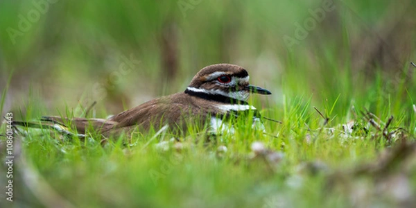 Obraz Killdeer (Charadrius vociferus) sitting on a nest.