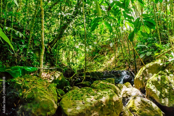 Obraz Frog in the water