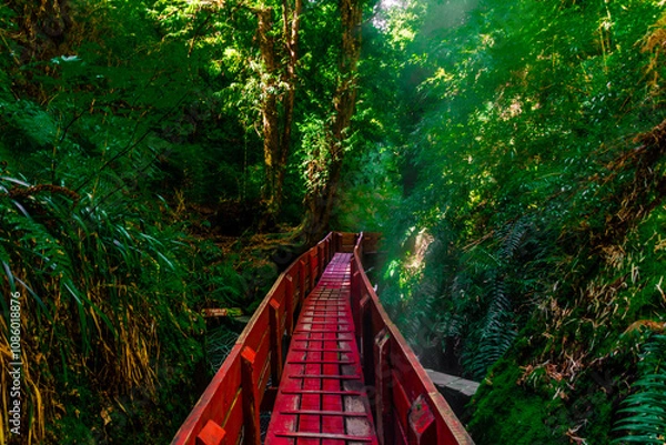 Obraz Bridge in the forest V2