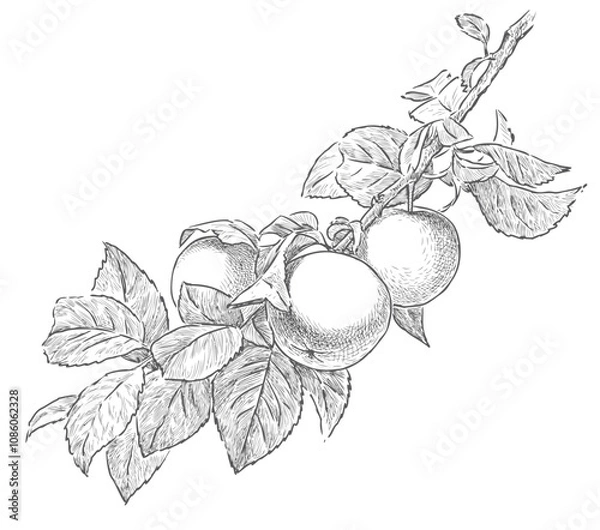 Fototapeta Sketch of apple tree branch with leaves and ripe fruits, realistic hand drawing, vector illustration isolated on white