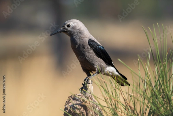 Obraz Clark's Nutcracker (Nucifraga columbiana) in Central Oregon.