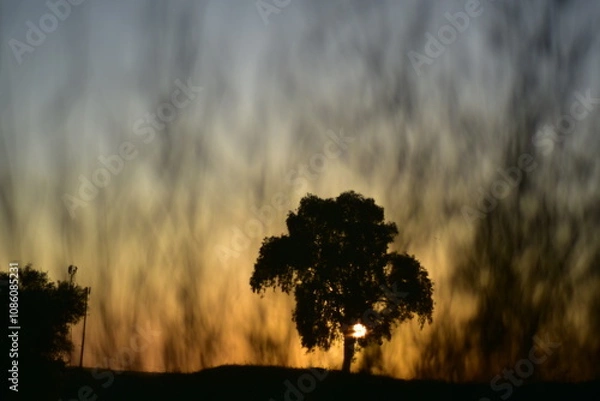 Obraz sunrise in the forest