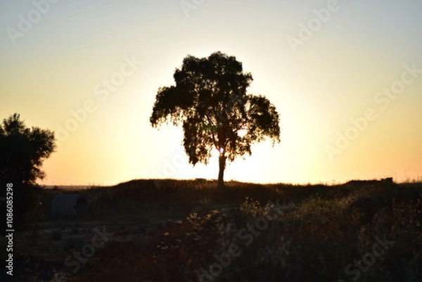 Obraz tree in sunset