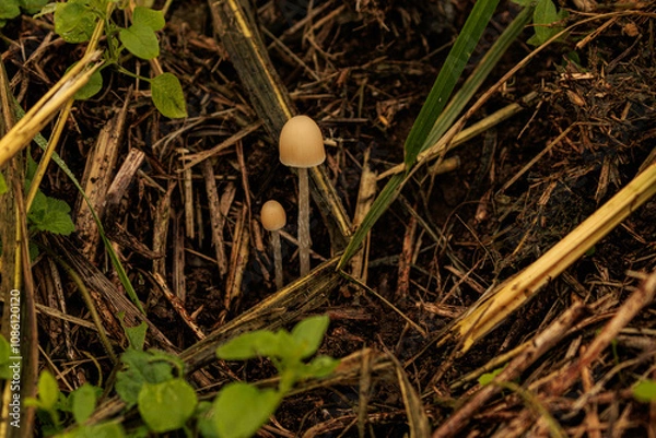 Obraz 秋の野原に生える小さなキノコ