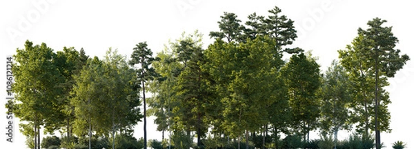 Obraz Frontal view Forest mixed trees (birch, sycamore platanus, spruce, pine, maple and other) isolated png on a transparent background premium cutout day lighting