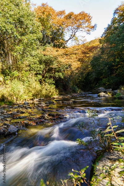 Fototapeta 秋も深まり色づいてきた渓谷の紅葉