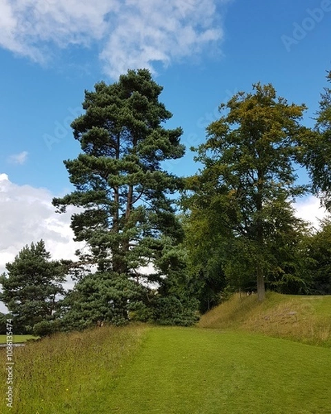 Fototapeta Trees in a garden in summer