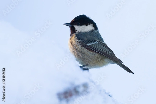 Obraz coal tit (Parus ater) in winter