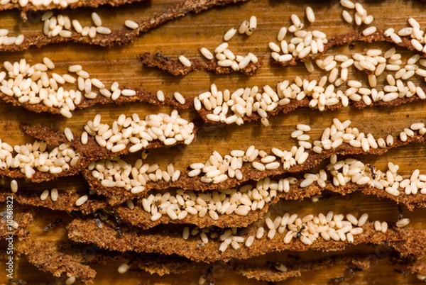 Fototapeta Ants working group.