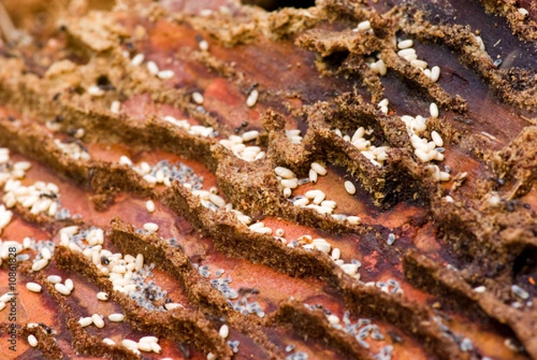 Fototapeta Ants working group.