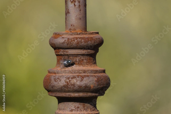 Fototapeta Close up of a fly insect sitting on old rusty metal pole of a fence