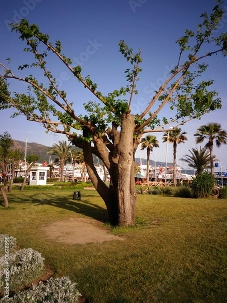 Fototapeta Breath tree
