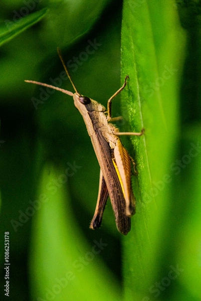Obraz grasshopper on a leaf