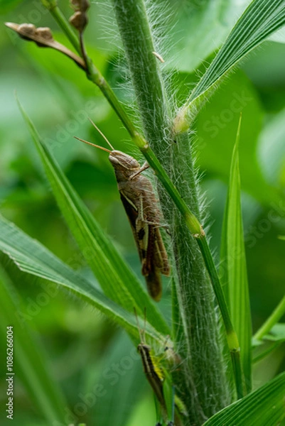 Obraz grasshopper hanging on leaf