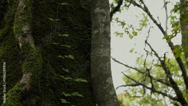 Fototapeta 日本の美しい自然（木谷沢渓流）