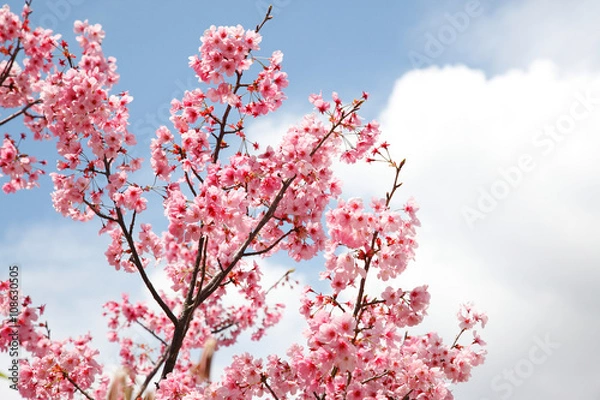 Fototapeta 山桜