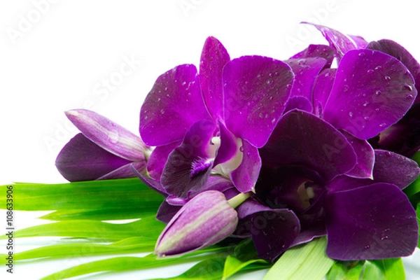Obraz orchid on white background