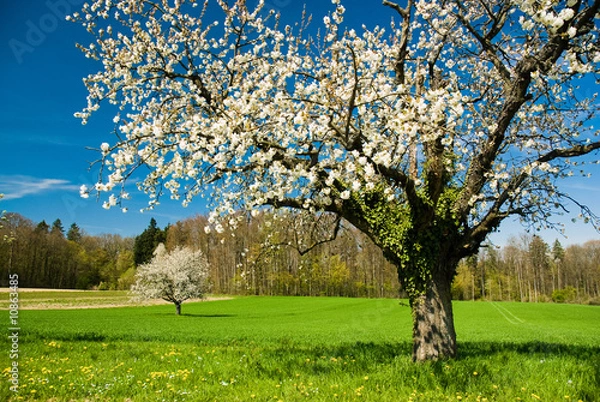 Obraz Blossoming trees in spring