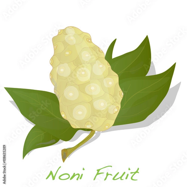 Obraz Noni vector isolated