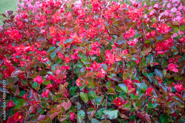 Fototapeta 자연속에서 아름답게 피어난 꽃의 모습입니다.