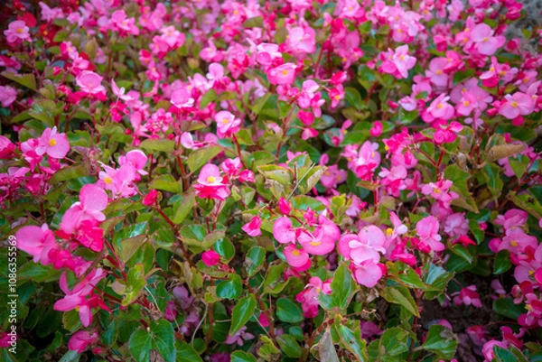 Fototapeta 자연속에서 아름답게 피어난 꽃의 모습입니다.