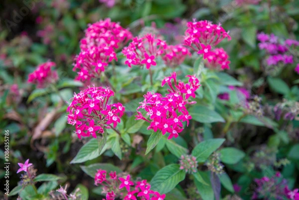 Fototapeta 자연속에서 아름답게 피어난 꽃의 모습입니다.
