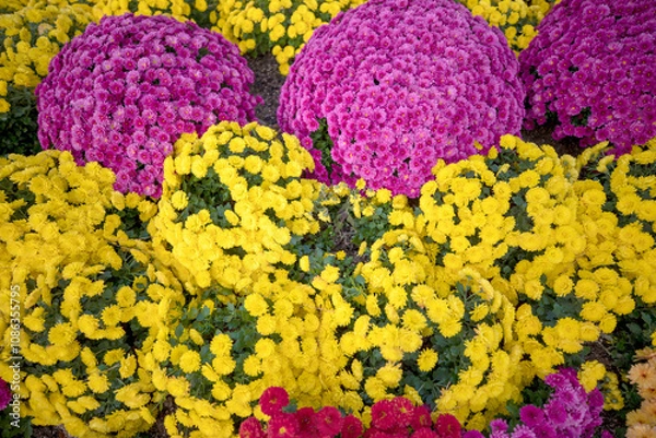 Fototapeta 자연속에서 아름답게 피어난 꽃의 모습입니다.