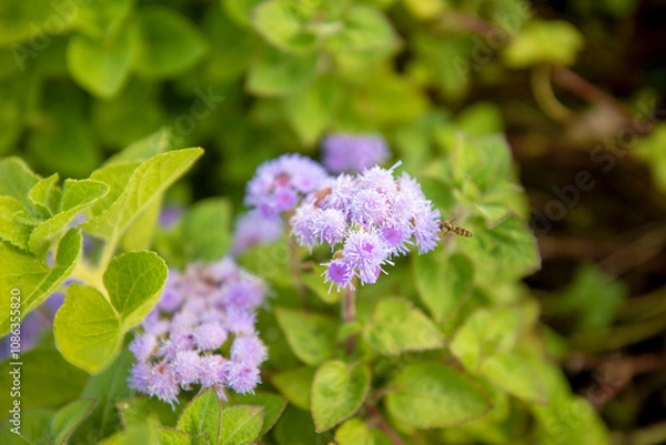 Fototapeta 자연속에서 아름답게 피어난 꽃의 모습입니다.