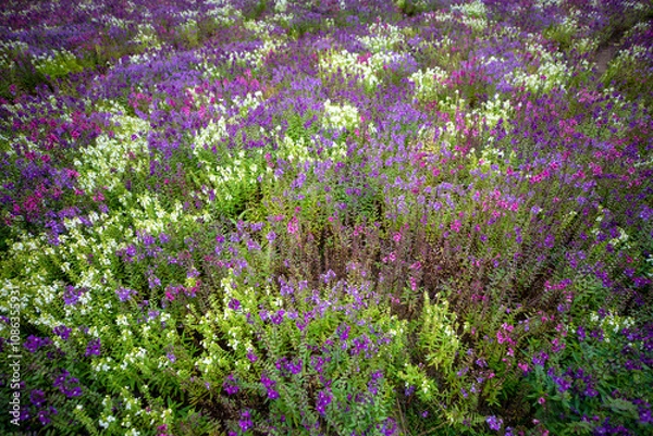 Fototapeta 자연속에서 아름답게 피어난 꽃의 모습입니다.