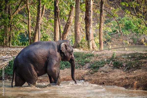 Fototapeta Thai Elephant