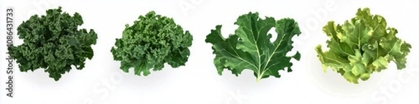 Fototapeta A variety of fresh, vibrant lettuce leaves arranged side by side, showcasing different shapes and textures.