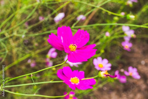Fototapeta コスモス街道のピンク色のコスモスが咲いています
