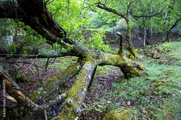 Fototapeta 森の散歩