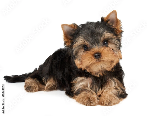 Obraz One puppy on white