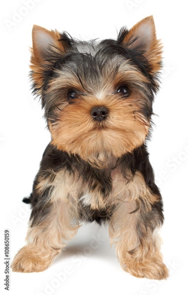 Obraz One puppy on white